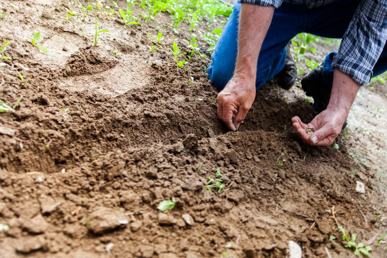 planting-seeds